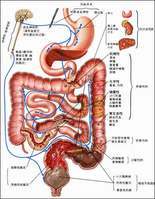 消化道
